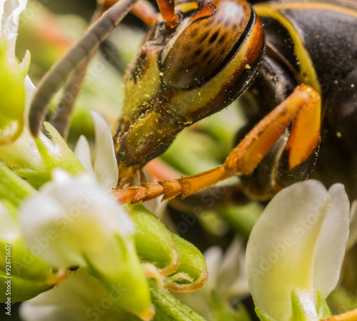 Wasp witht Orange Spotted Eyes Extracts Pollen from Flower photo