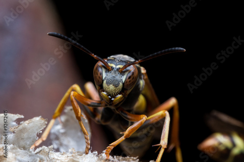 Paper Wasps Guard Nest © stevenwellingson