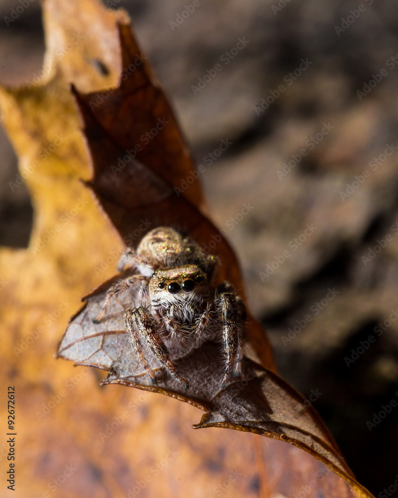 Fototapeta premium Brown Jumping Spider on Yellow Leaf