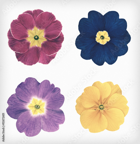 Four Primrose Flowers Isolated Retro Vintage Style