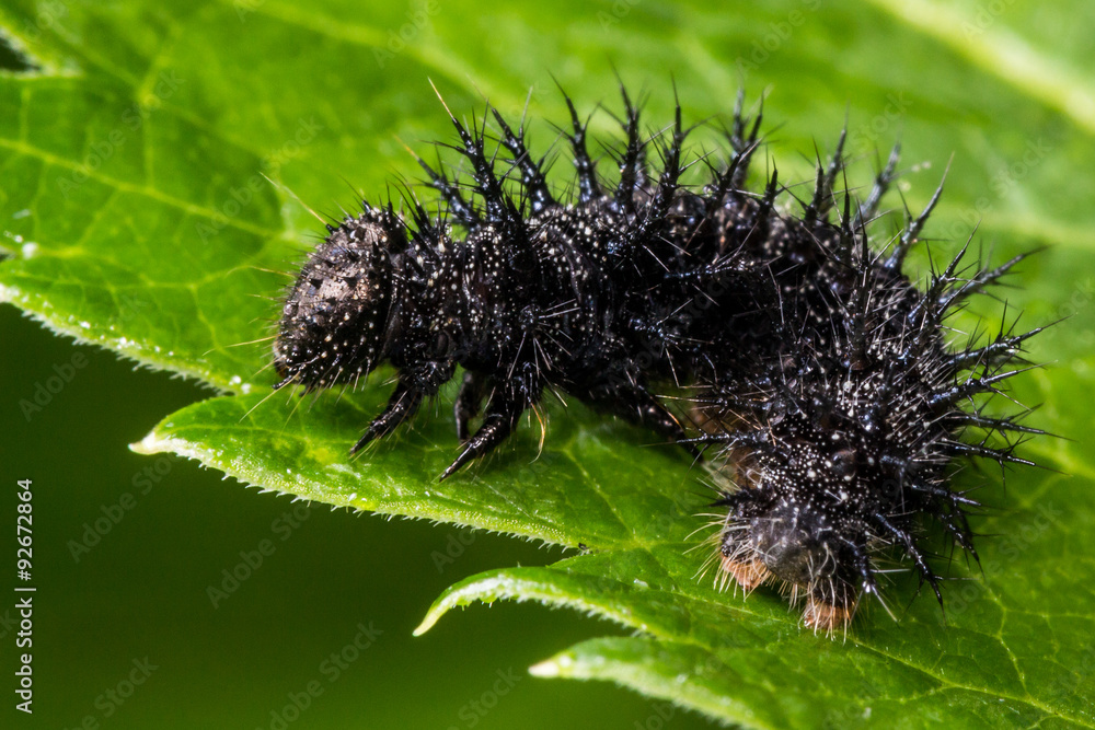 Small black spiky caterpillar on green leaf. Will grow up to be a beautiful  giant silk moth. Stock Photo | Adobe Stock
