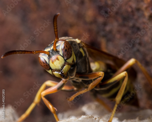 Paper Wasp Guards Nest