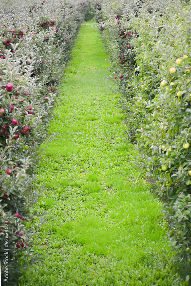 Obraz premium Apple Orchard