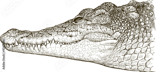 crocodile portrait
