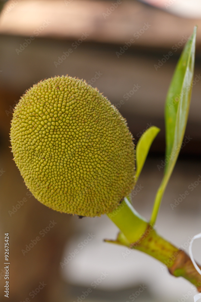 Jack Fruit Tree Jack Fruit Tree