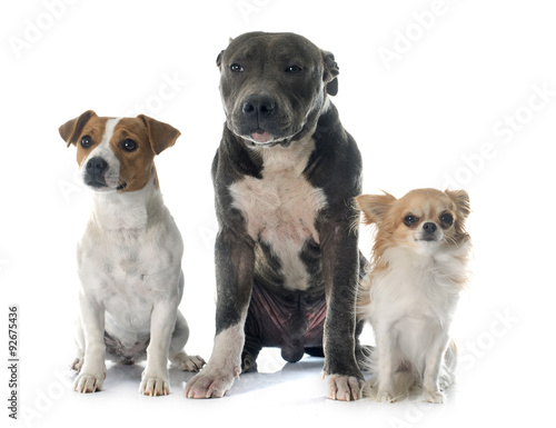 three dogs