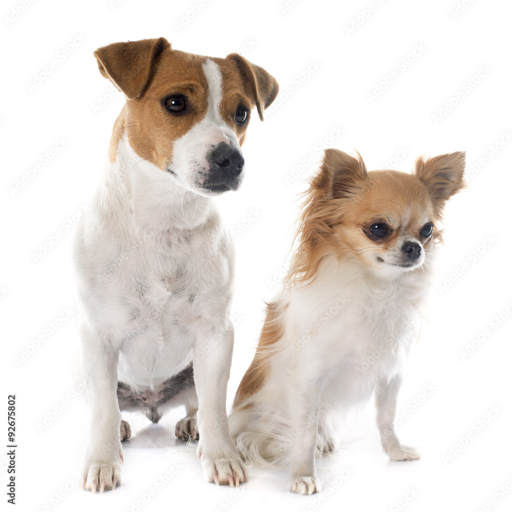 jack russel terrier and chihuahua