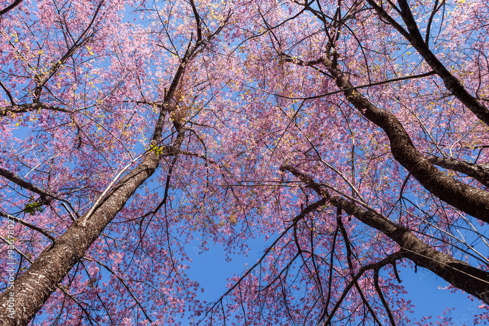 Cherry blossom tree with leafless branches Cherry blossom tree with leafless branches
