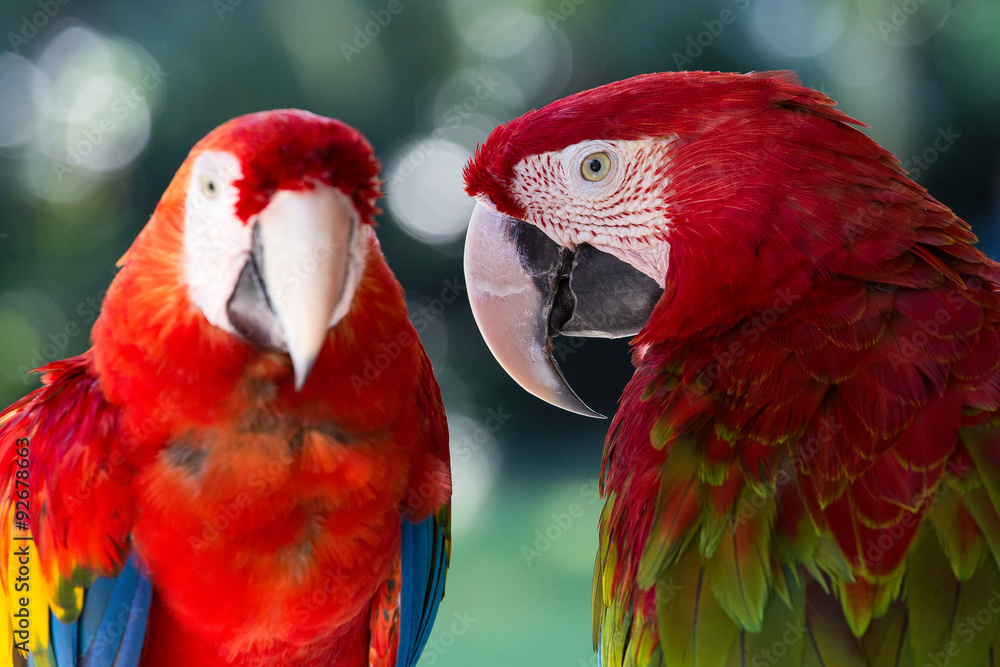 Obraz premium Red parrot in Bali Bird Park,, Indonesia