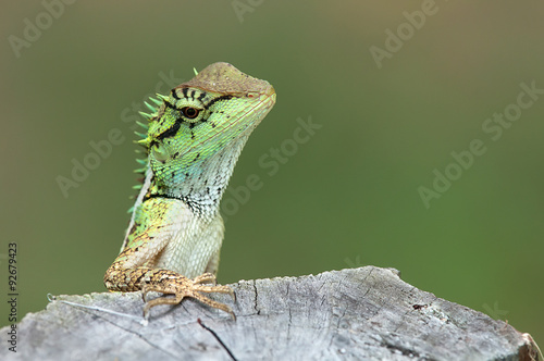 Green lizard with stump in thinking moment 