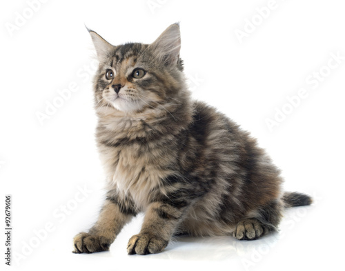 maine coon kitten