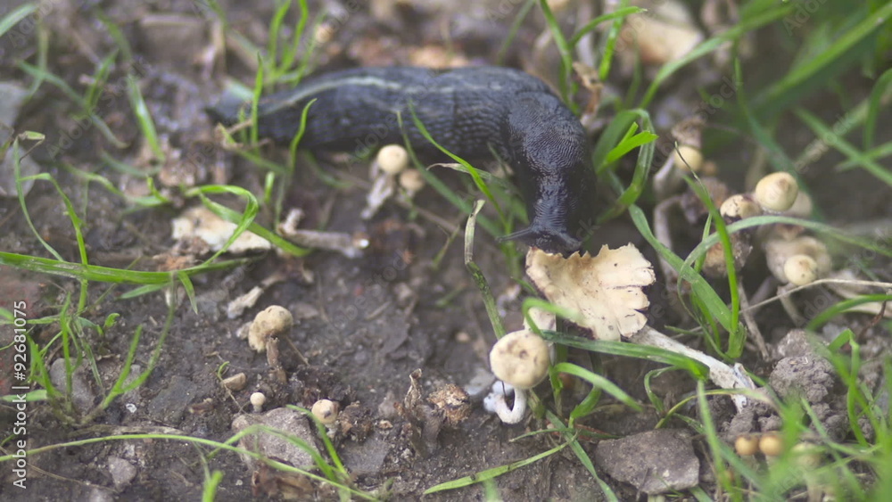 slug eating mushrooms slug eating mushrooms