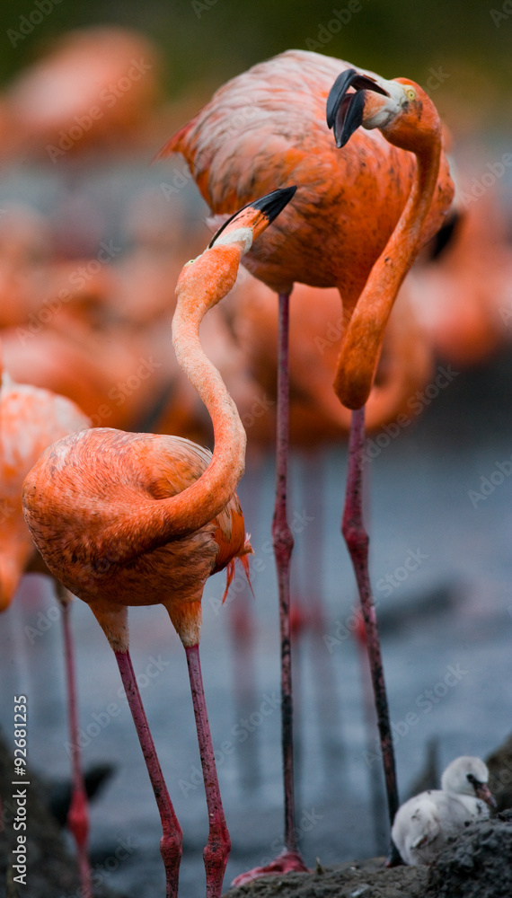 Fototapeta premium Game two adults of the Caribbean flamingo. Cuba. An excellent illustration.