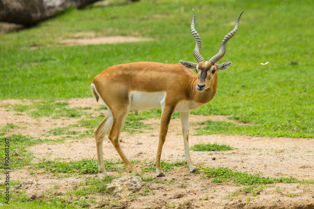 Fototapeta premium Blackbuck (Antilope cervicapra)