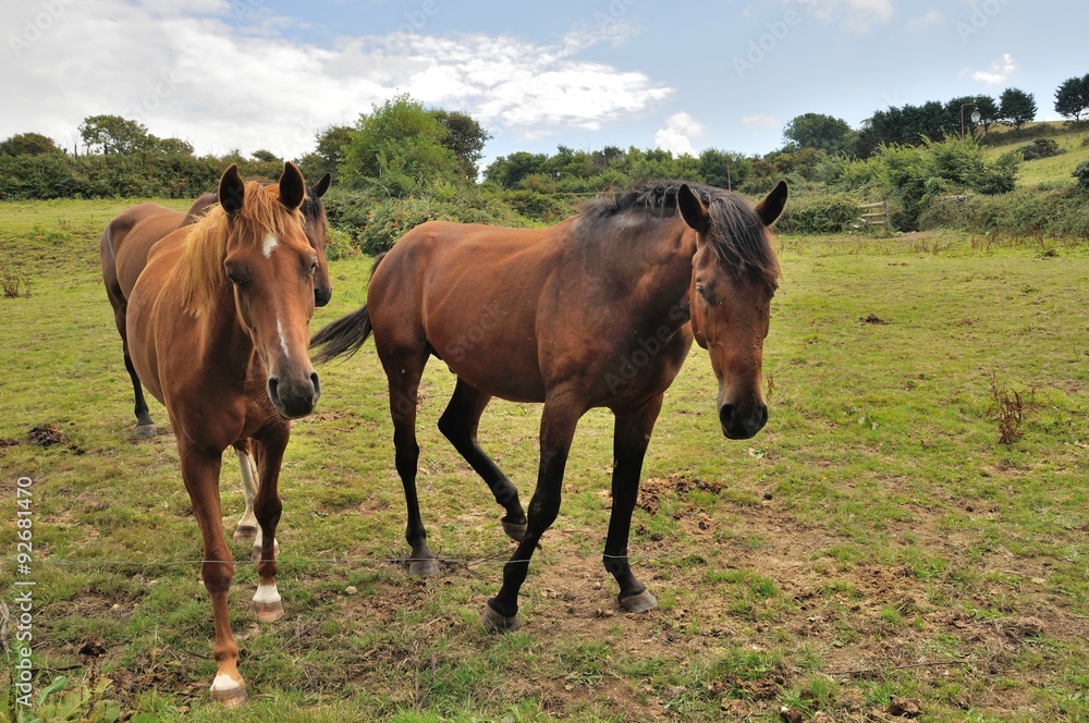 Three horses