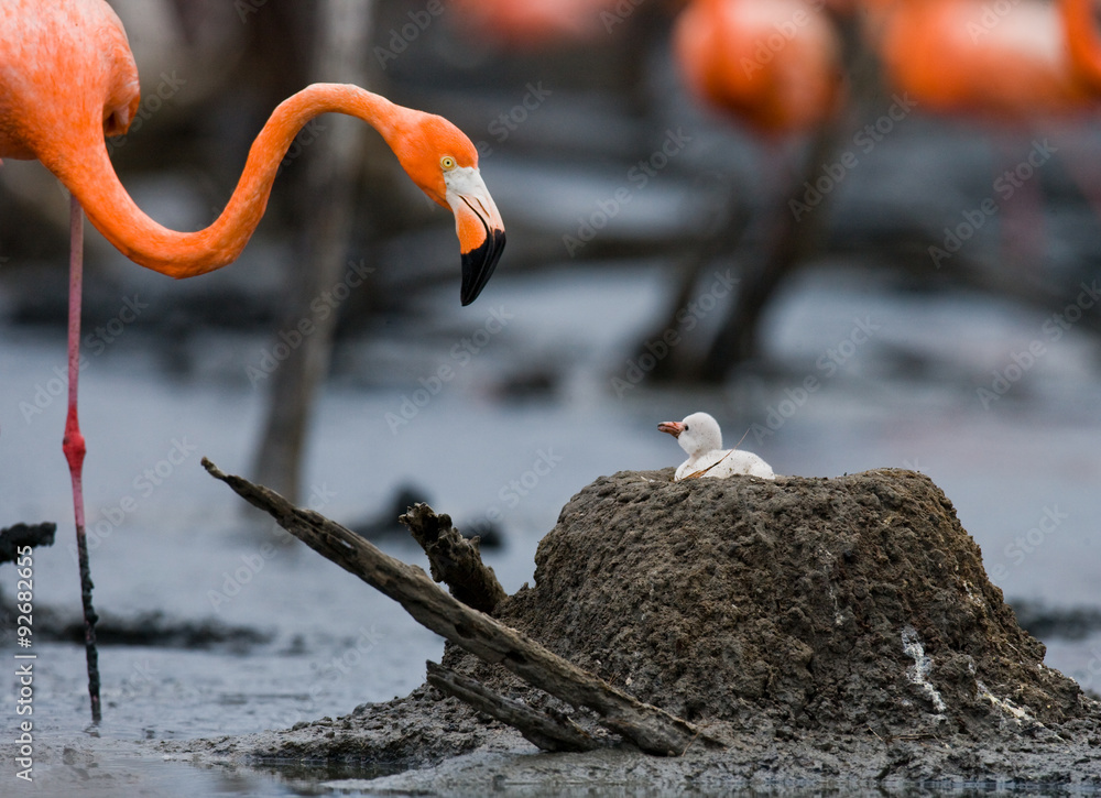 Obraz premium Caribbean flamingo on a nest with chicks. Cuba. An excellent illustration.