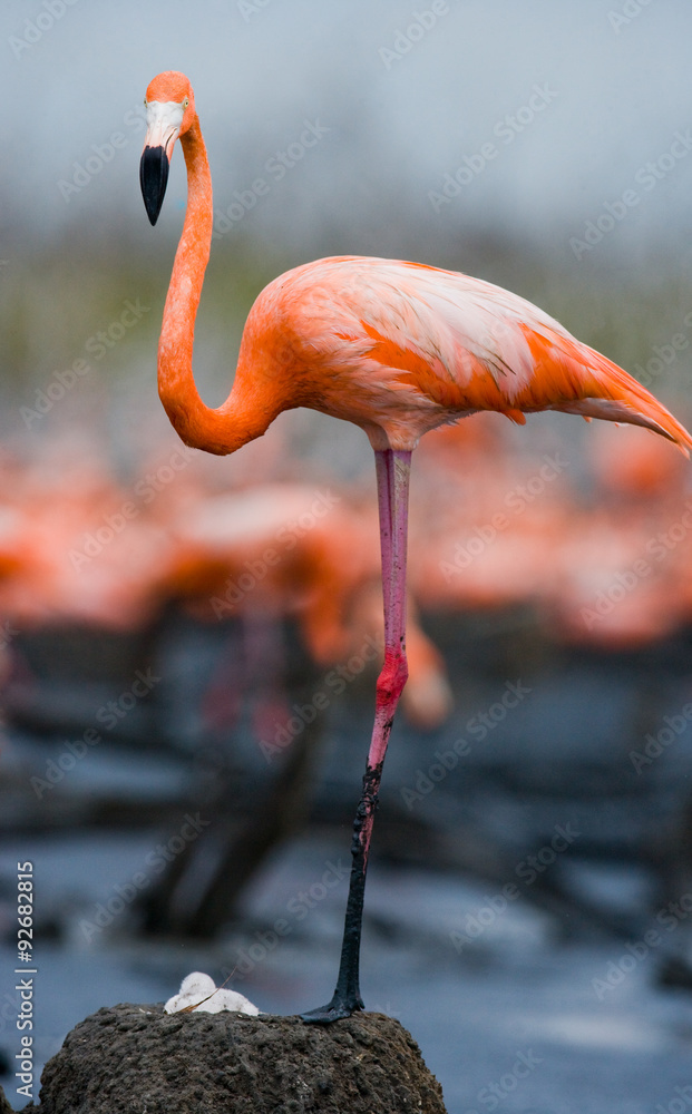 Fototapeta premium Caribbean flamingo on a nest with chicks. Cuba. An excellent illustration.