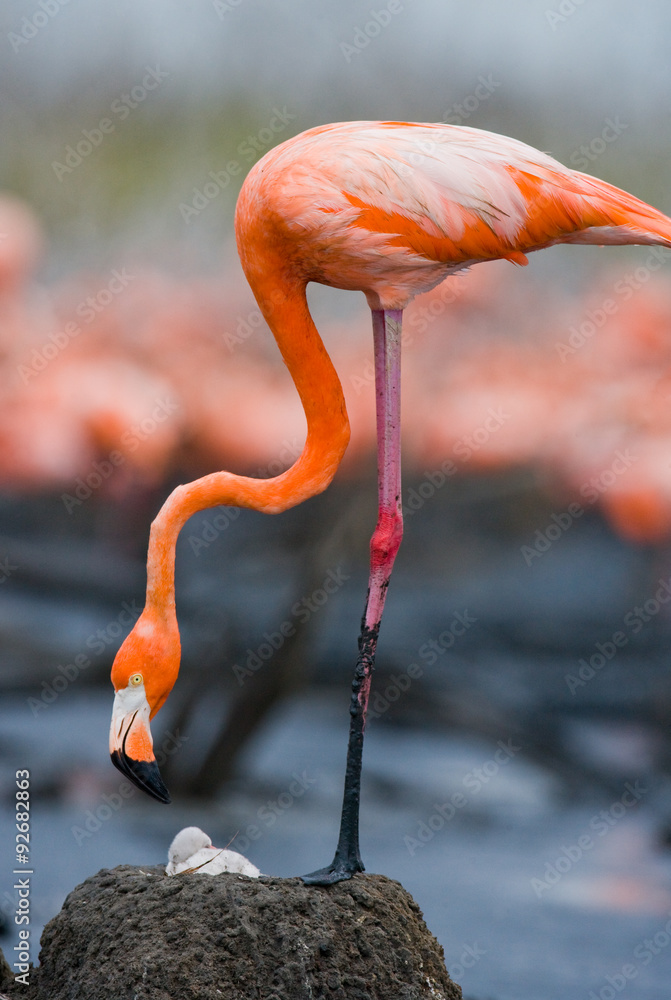Fototapeta premium Caribbean flamingo on a nest with chicks. Cuba. An excellent illustration.