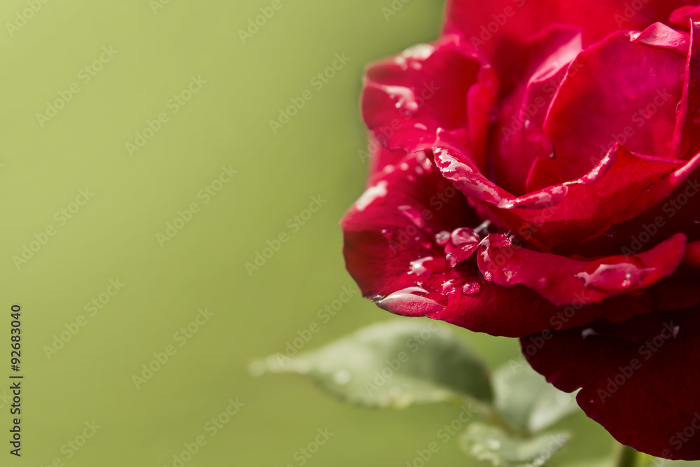 Obraz premium Rose