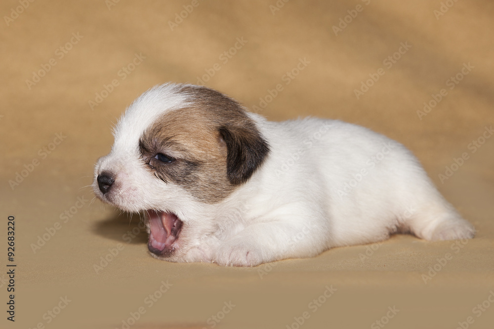 Cachorro de Jack Russell bostezando Cachorro de Jack Russell bostezando