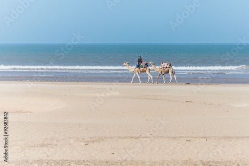 camels at the beach