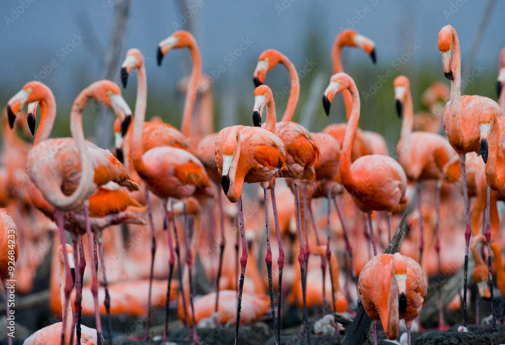 Obraz premium The largest colony of the Caribbean flamingo. Cuba. An excellent illustration.