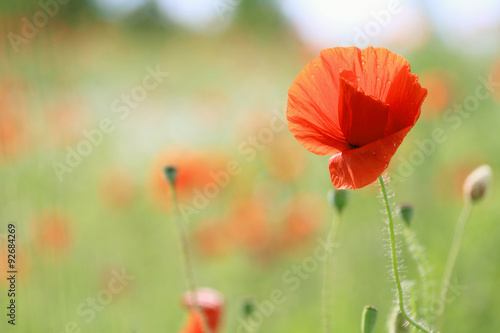 Fototapeta Naklejka Na Ścianę i Meble -   poppy