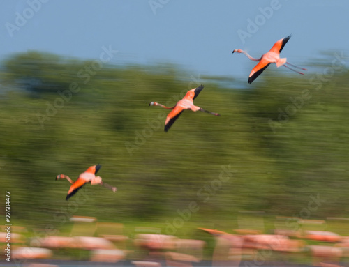 Two Caribbean flamingos flying. Cuba. An excellent illustration.