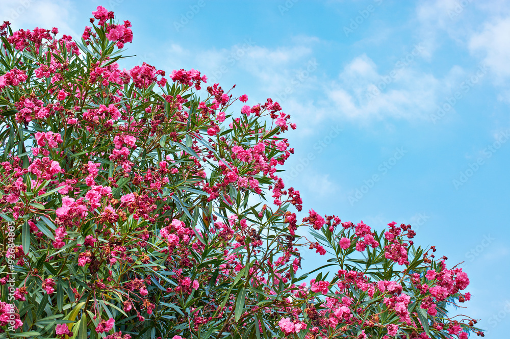Flowering plant oleander on blue sky - obrazy, fototapety, plakaty 