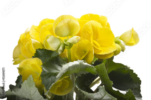 yellow begonia flowers closeup in the study