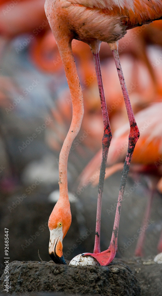 Fototapeta premium Caribbean flamingo on a nest with chicks. Cuba. An excellent illustration.