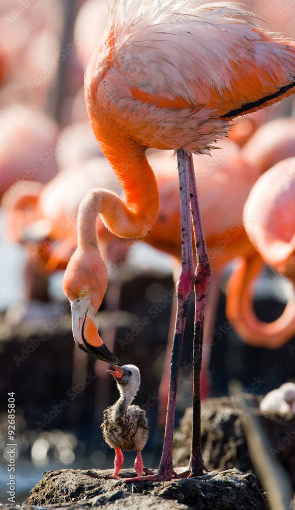 Fototapeta premium Caribbean flamingo on a nest with chicks. Cuba. An excellent illustration.