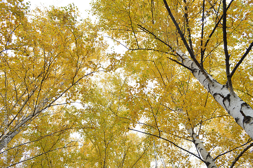 Fototapeta premium Берёзы.