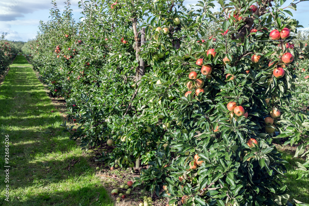 Dutch orchard with maturing apples