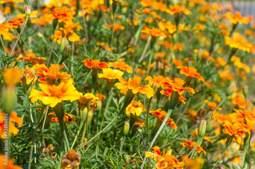 Marigold flowers in the sunlight