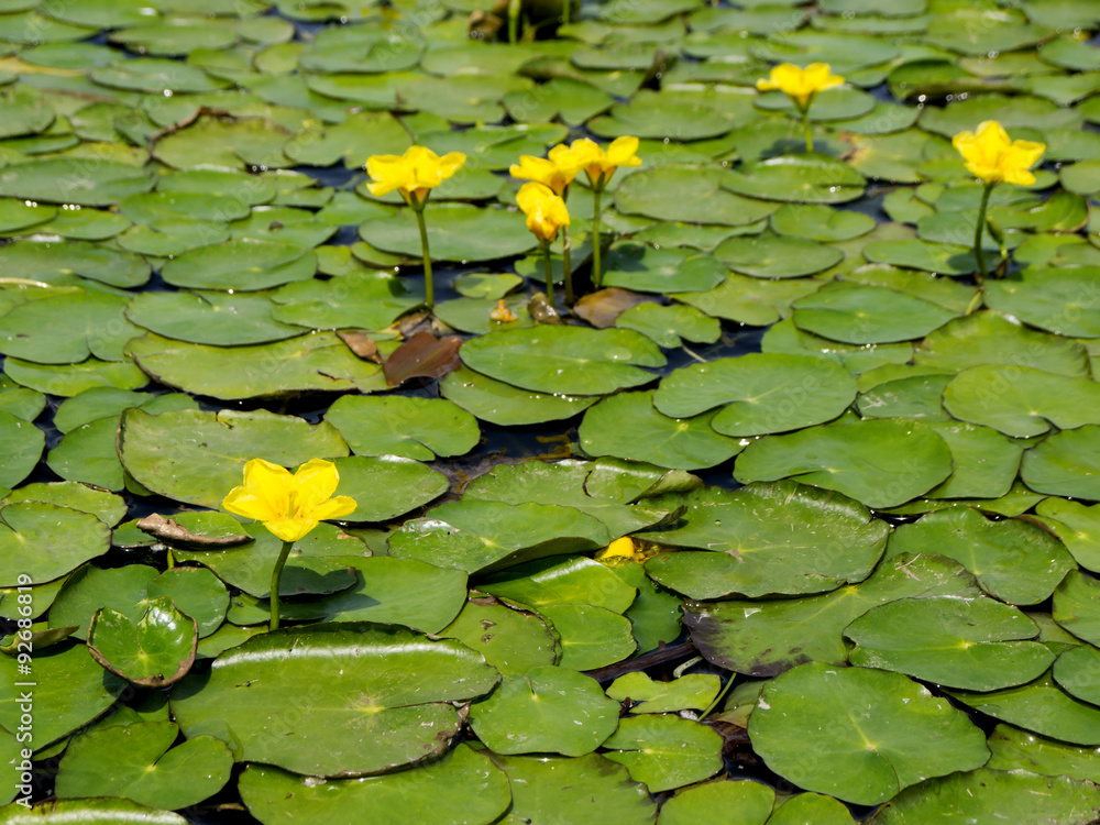 water lilies stands above a group of lily pads at the edge of a small pond water lilies stands above a group of lily pads at the edge of a small pond