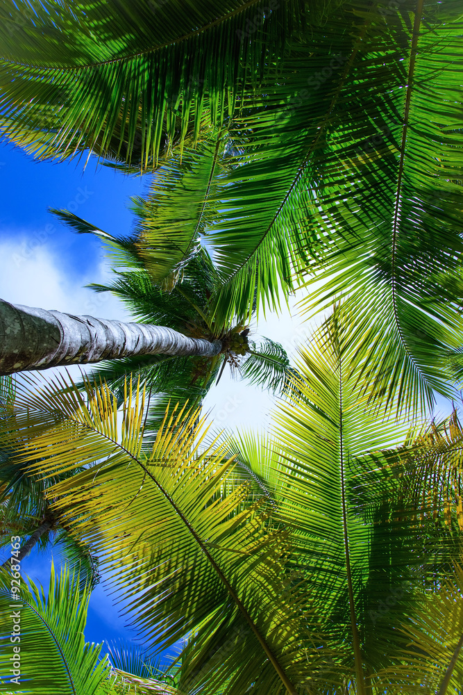 Fototapeta premium palm sun top