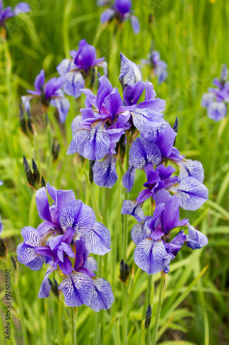 Fototapeta Naklejka Na Ścianę i Meble -  Gras-Schwertlilie (Iris graminea)