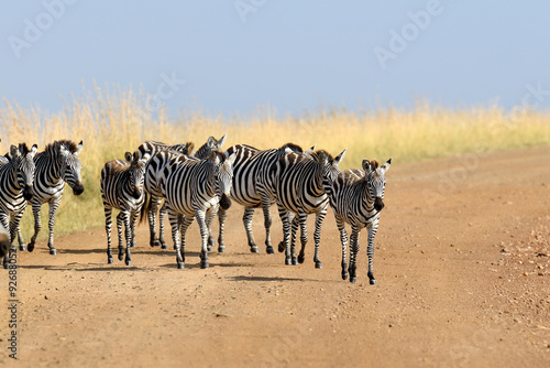 Zebra