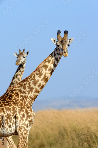 Giraffe #92688071