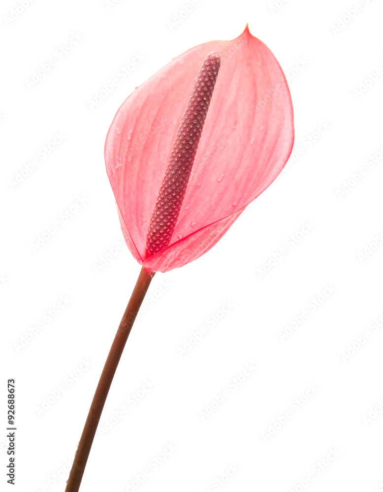 anthurium anthurium