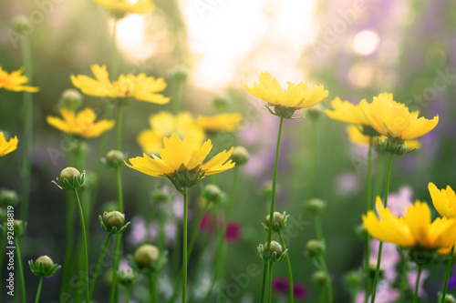blooming coreopsis flowers in a field
