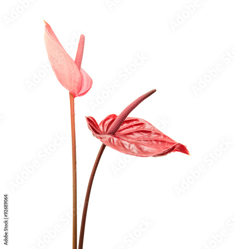 Fototapeta Naklejka Na Ścianę i Meble -  anthurium