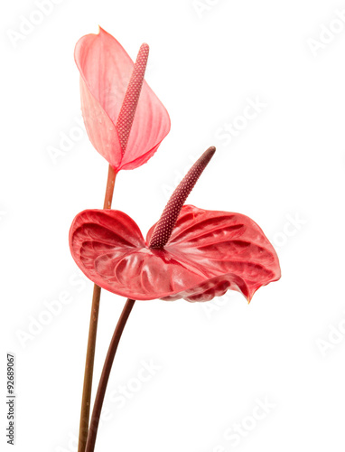 anthurium