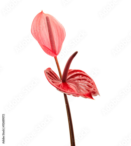 Fototapeta Naklejka Na Ścianę i Meble -  anthurium