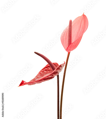 anthurium