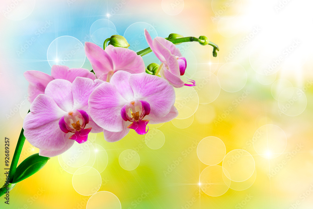 orchid flower orchid flower