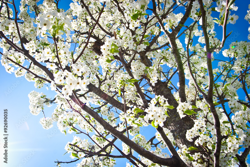 Obraz premium Spring Tree Blooming