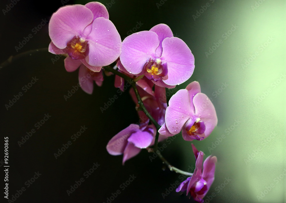 Naklejka premium orchidée rose