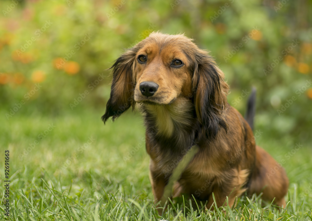 Cute small dachshund dog in the grass.